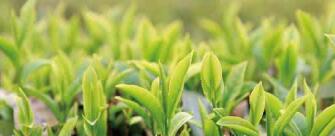 廣西西林京桂古道茶業(yè)公司怎么樣？是國(guó)企嗎？和廣西農(nóng)墾集團(tuán)啥關(guān)系？